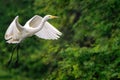 Large white Intermediate Egret with wings spread flying over lush green vegetation and trees Royalty Free Stock Photo