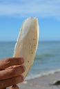 Large white internal shell cuttlebone from sepiidae sea animal in front of ocean Royalty Free Stock Photo