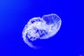 A large white jellyfish against a blue background in water Royalty Free Stock Photo