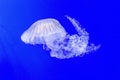 A large white jellyfish against a blue background in water Royalty Free Stock Photo