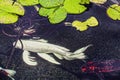 Large white koi with feathery tail and fins swims underwter and lilly pads with other fish