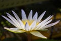 Large white Lily closeup with water drops on the petals. floral background, aquatic plant Royalty Free Stock Photo