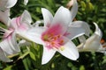 A large white lily. Large lilies in the garden. A beautiful flower in the flowerbed. Royalty Free Stock Photo