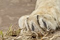 Large white lions paw resting on some grass Royalty Free Stock Photo