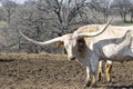 Large white Longhorn bull with head turned to side