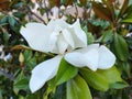 Large white Magnolia grandiflora flower close up