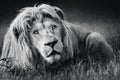 Large white male lion (Panthera leo) portrait in black and white close-up Royalty Free Stock Photo