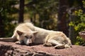 Large White Male Timber Wolf Resting on a Rock Royalty Free Stock Photo