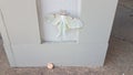 Large white moth insect on wood pillar or wall with penny Royalty Free Stock Photo