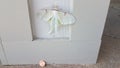 Large white moth insect on wood pillar or wall with penny Royalty Free Stock Photo