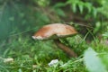 Large white mushroom with beautiful brown hat among lush green grass, Edible mushroom closeup,