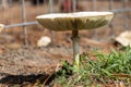 Large white mushroom in the grass Royalty Free Stock Photo