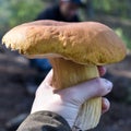 Large white mushroom in a woman`s hand on a forest background. Fresh harvest of mushrooms. White mushroom with the Latin name Bole