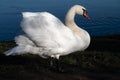 a large white mute swan stands on the edge of a lake. The earth is damp with low grass. The white plumage glows in the sun Royalty Free Stock Photo