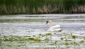 Mute Swan at Exner Nature Preserve in Illinois Royalty Free Stock Photo