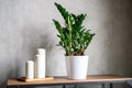 Large white new candles in a wooden stand and zamioculcas zamiifolia plant in white flower pot on the table against the gray concr Royalty Free Stock Photo