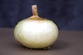 Large White Onion Royalty Free Stock Photo