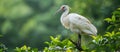 White Bird Perched on Tree Branch Royalty Free Stock Photo