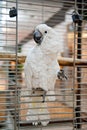 A large white parrot sitting in a cage of a pet shop Royalty Free Stock Photo