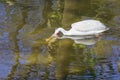 White Pelican Spearfishing With Bill Under Water