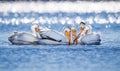 Large white pelicans gather together for fishing