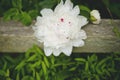 Large White peony