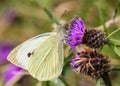 Large White / pieris brassicae Royalty Free Stock Photo