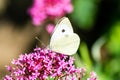 Cabbage white butterfly feeding Royalty Free Stock Photo