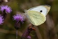 Large White Butterfly feeding on a thistle flower Royalty Free Stock Photo