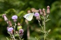 Large White Butterfly feeding on a thistle flower Royalty Free Stock Photo