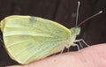 Large white Pieris brassicae Royalty Free Stock Photo
