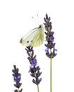 Large white, Pieris brassicae