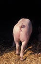 LARGE WHITE PIG, PIGGLET SHOWING BUM Royalty Free Stock Photo
