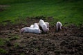 Large white piglets outdoors in field Royalty Free Stock Photo