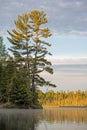 A Large White Pine Tree Captures The Early Morning Light