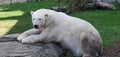 Large white polar bear sitting on a rock Royalty Free Stock Photo