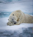 Large white polar bear takes an afternoon nap Royalty Free Stock Photo