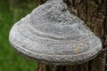 Large white pore fungus growing on a tree