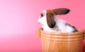 Large white rabbit, brown ears in the water tank On a pink background