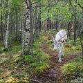 A large white reindeer Royalty Free Stock Photo