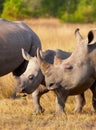 Large white rhinoceros Royalty Free Stock Photo