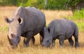 Large white rhinoceros with calf