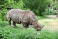 Large white rhinoceros (Ce Royalty Free Stock Photo