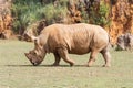 Large white rhinoceros (Ceratotherium simum) Royalty Free Stock Photo