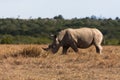 Large white rhinoceros grazes. Kenya. Royalty Free Stock Photo