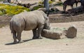 A Large White Rhinoceros Royalty Free Stock Photo