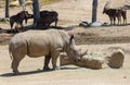 A Large White Rhinoceros Royalty Free Stock Photo