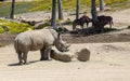 A Large White Rhinoceros Royalty Free Stock Photo