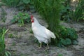 A large white rooster stands on gray earth Royalty Free Stock Photo