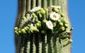 Large White Saguaro Flowers Blooming in the Desert